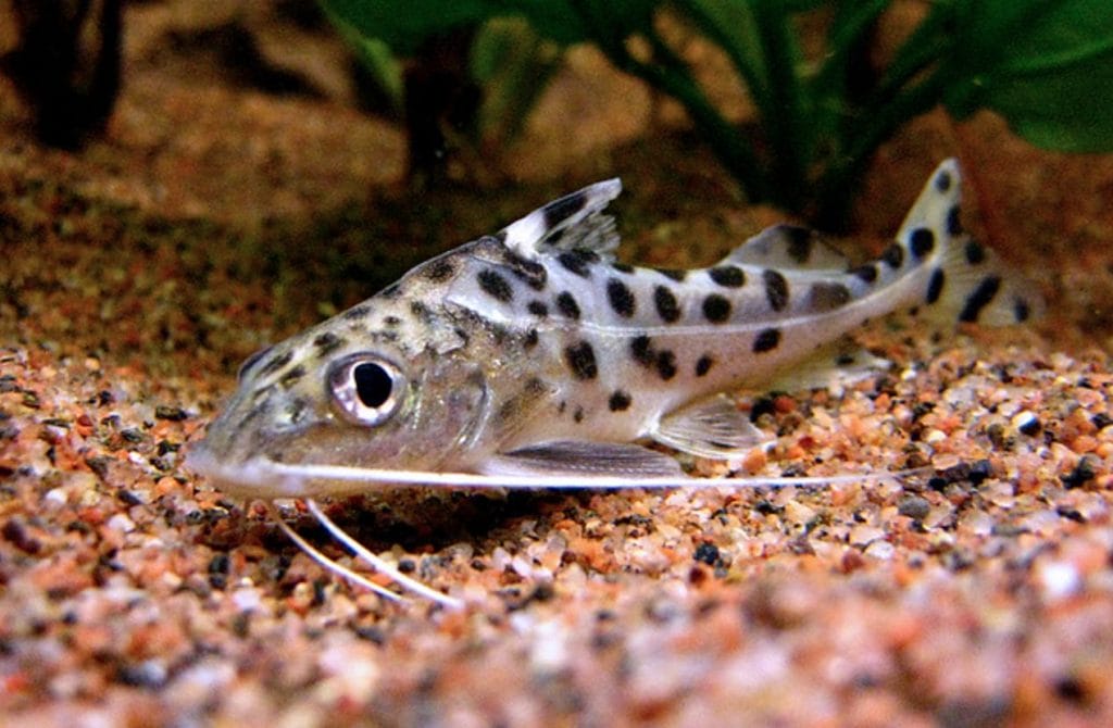 Pictus catfish breeding