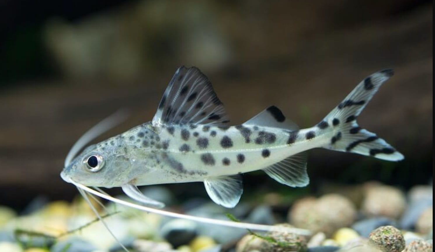 Complete Guide to Take Care of Pictus Catfish in a Tank