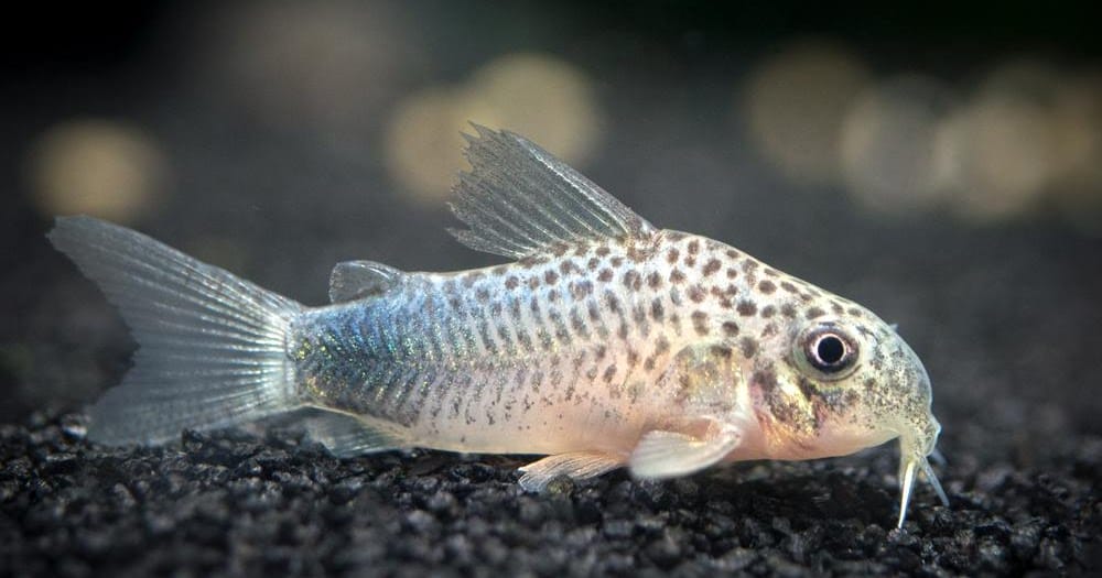 Appearance of Crossocheilus Siamensis