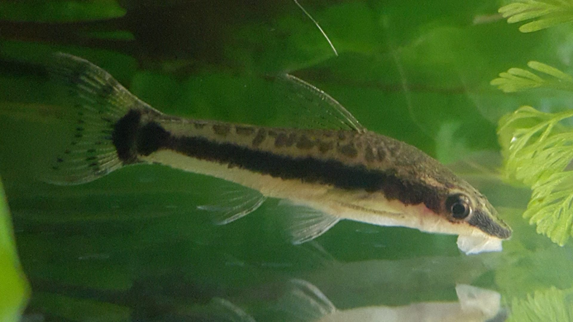the appearance of dwarf sucker bottom feeder fish