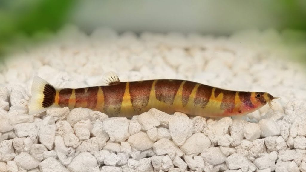 Appearance of Cory Catfish