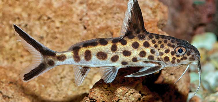 appearance of zebra loach