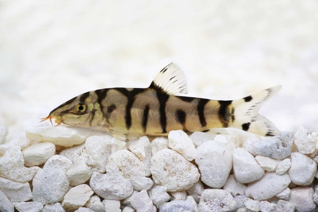 Appearance of Tiger Shovelnose Catfish