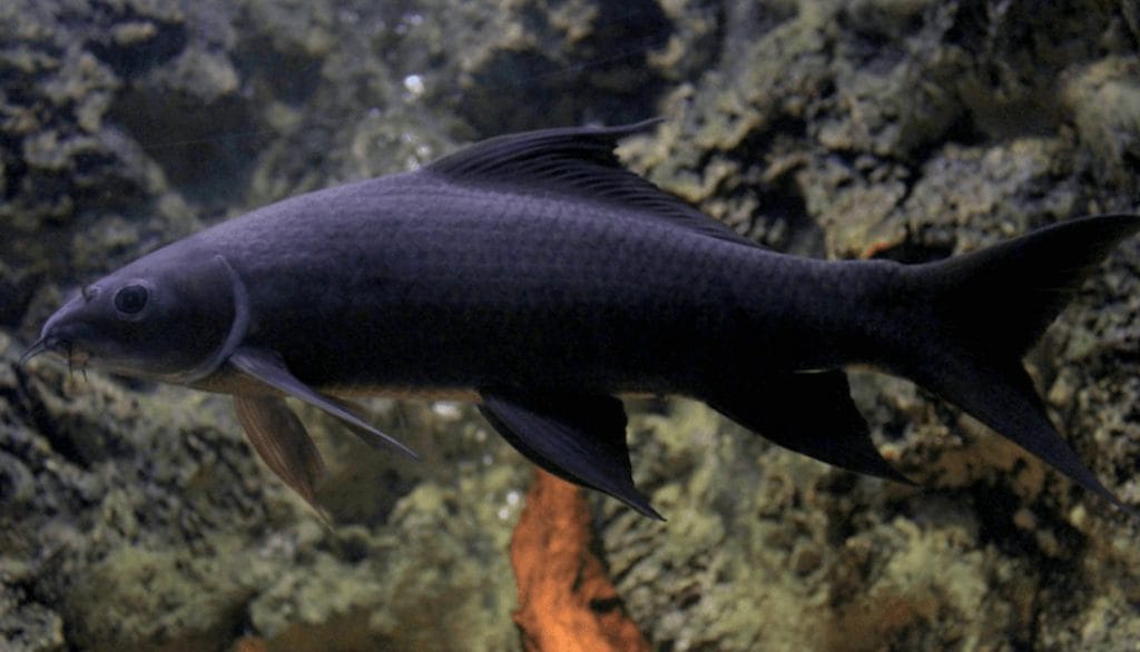 Black Sharkminnow