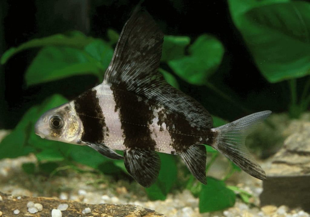 Chinese High Fin Banded Shark