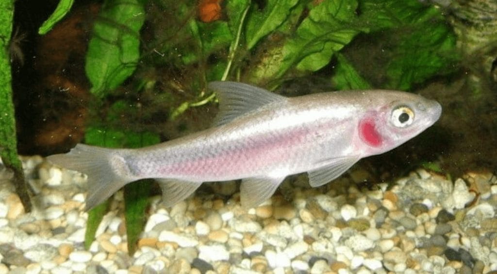 Violet Blushing Shark