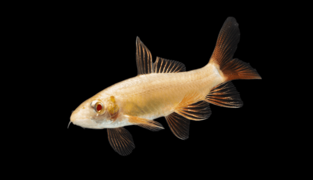 albino freshwater shark