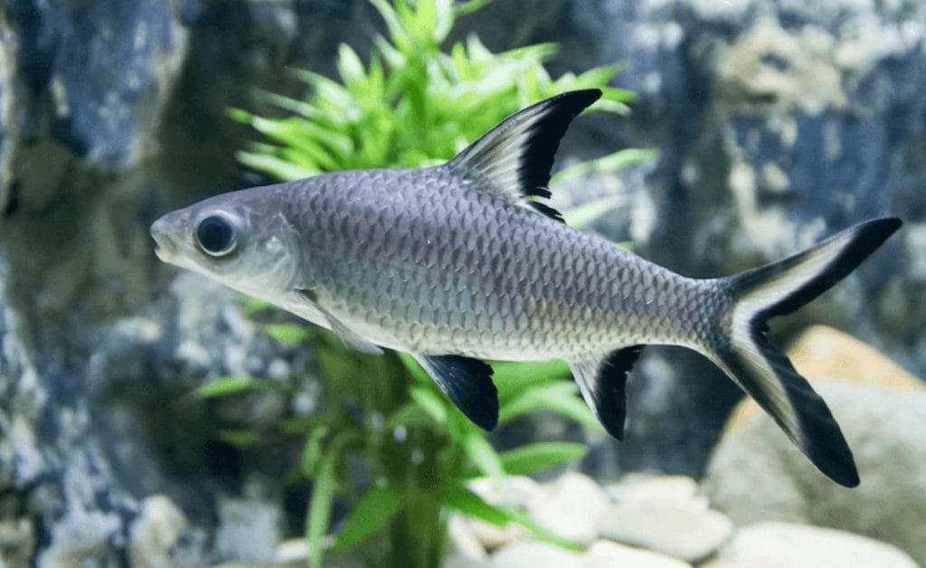 bala freshwater shark