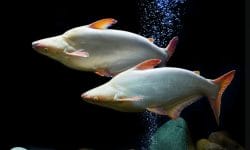Best 16 Freshwater Aquarium Sharks for Tanks