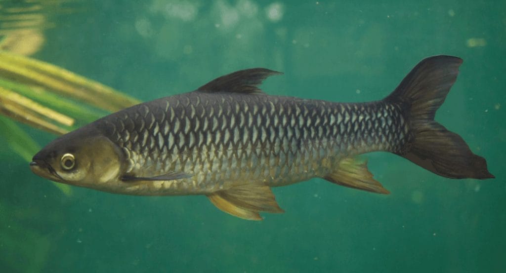 golden freshwater shark