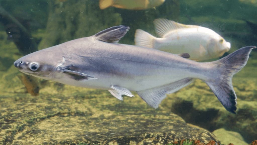 iridescent freshwater shark