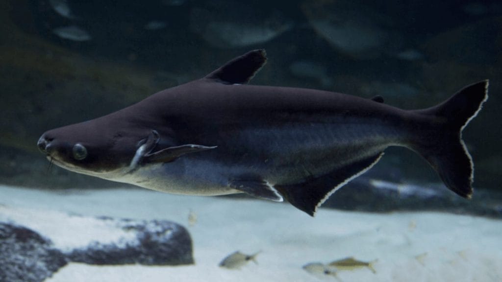 paroon freshwater shark