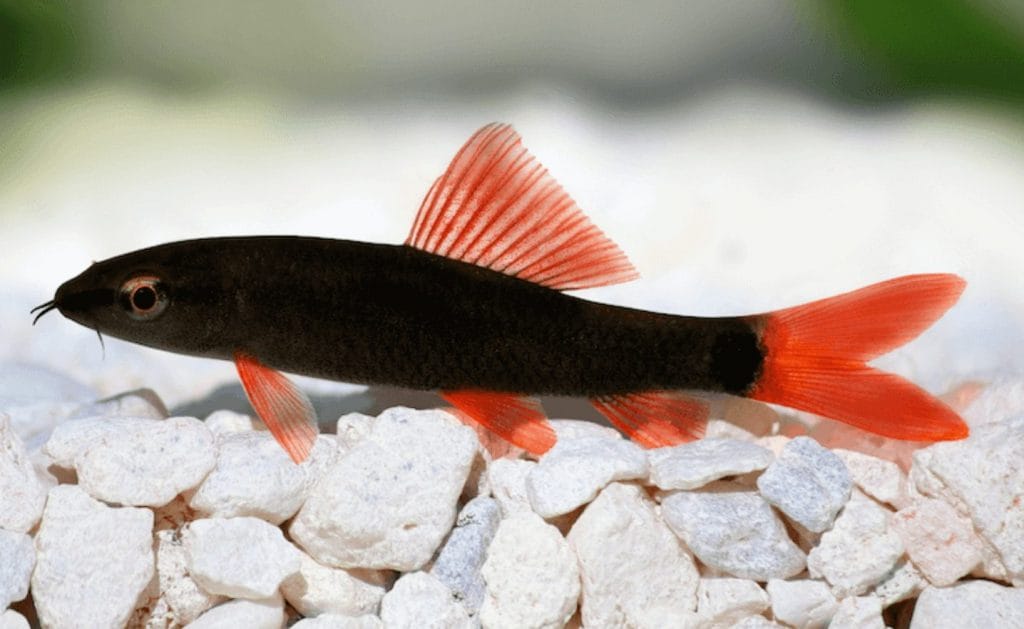 rainbow freshwater shark