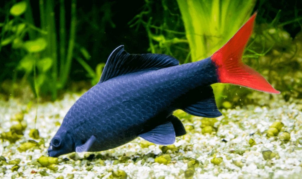 redtail freshwater shark