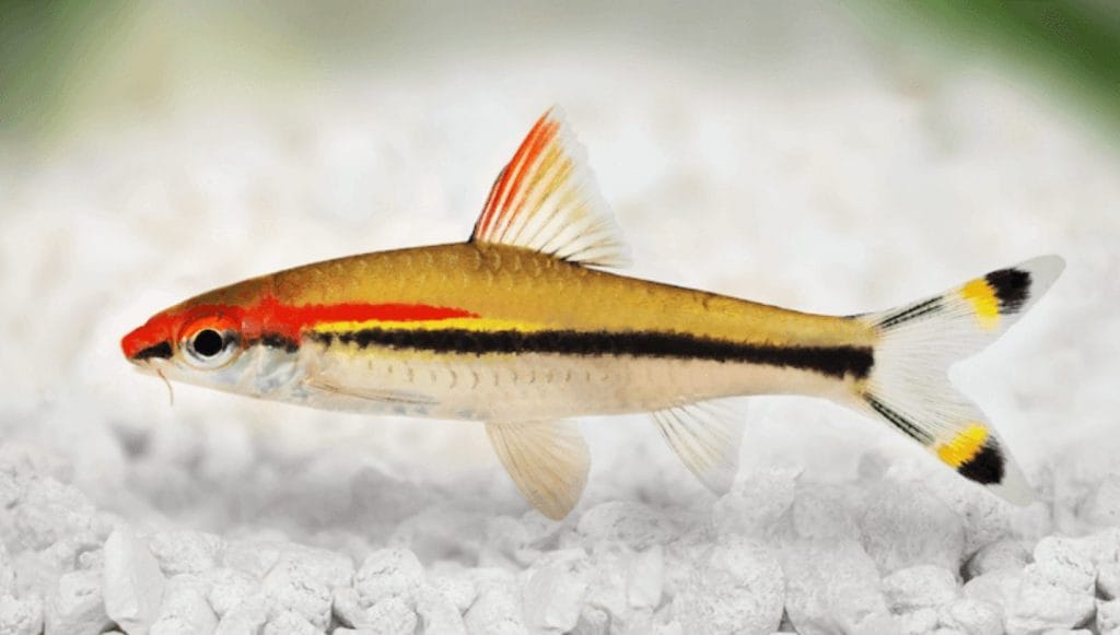 roseline freshwater shark