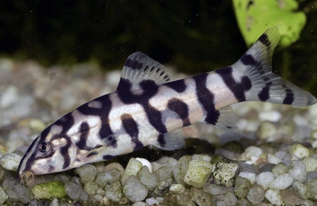 yoyo loach disease-