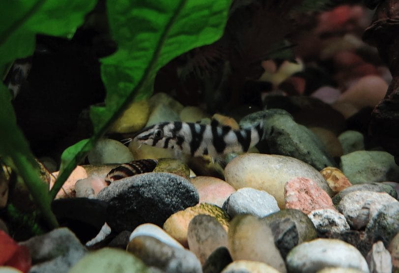 yoyo loach egg
