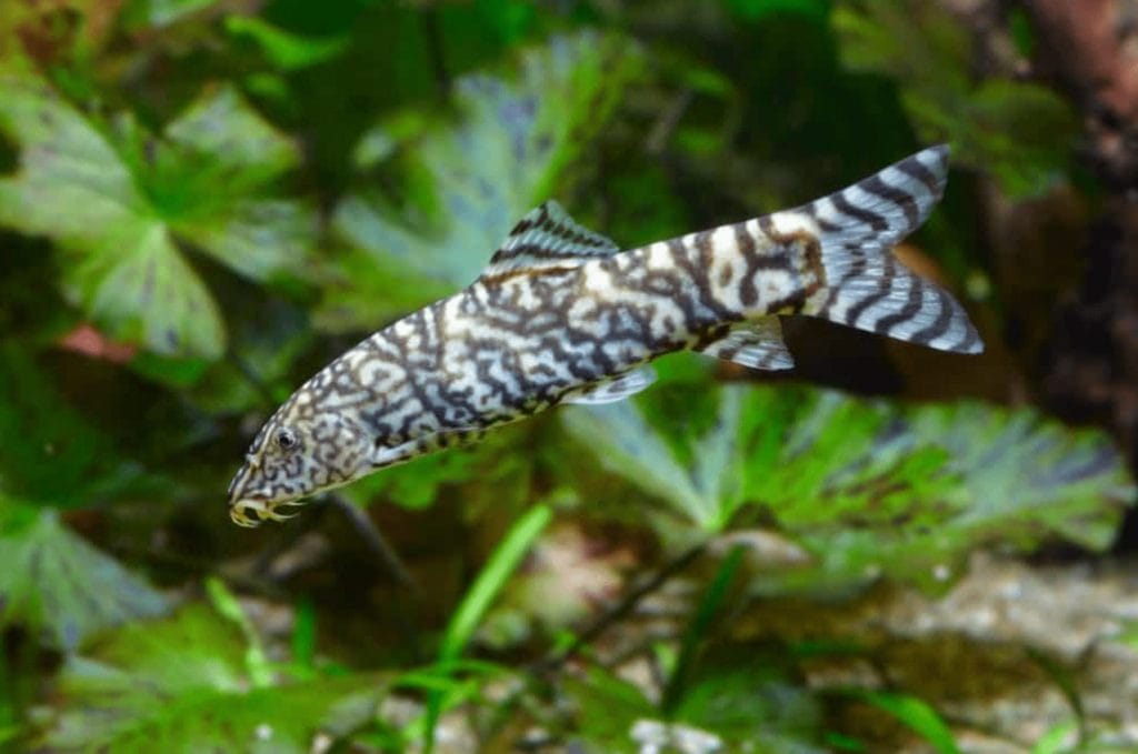 yoyo loach fish