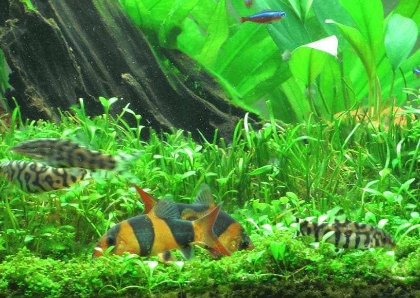 yoyo loach habitat