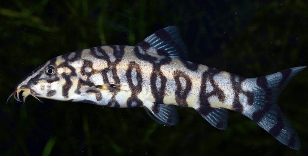 yoyo loach lifespan