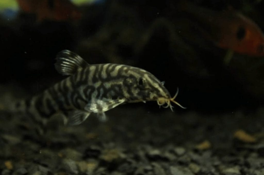 yoyo loach mates