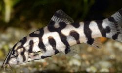 Yoyo Loach Fish Comprehensive Guide : Size, Tanks & Breeding