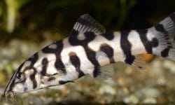 Yoyo Loach: Care Guide for a Playful Freshwater Fish