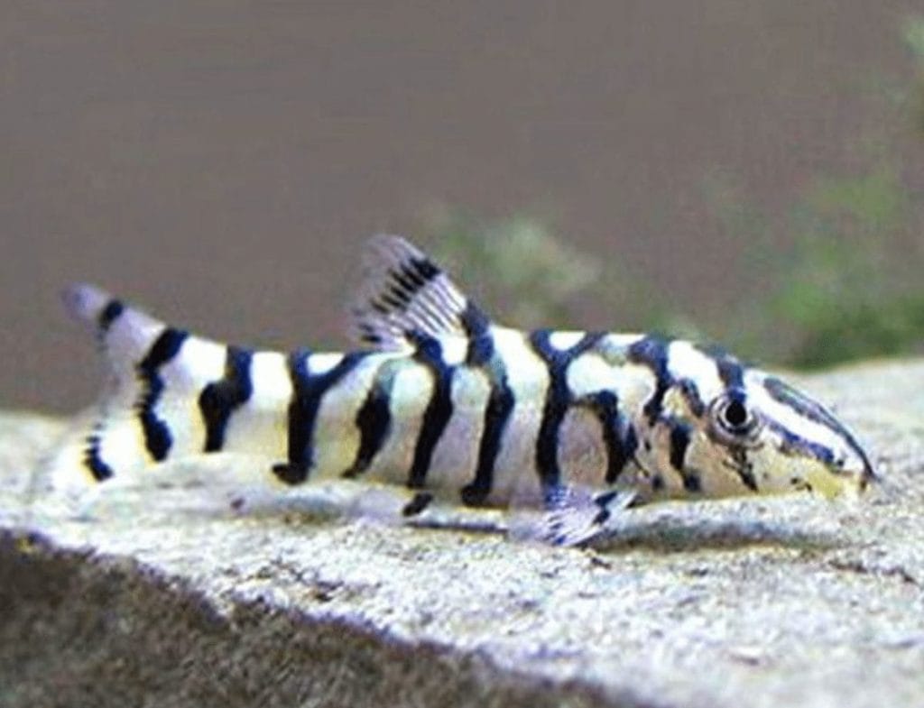 yoyo loach size