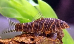 Zebra Loach: The Complete Guide to Keeping Your Fish Healthy