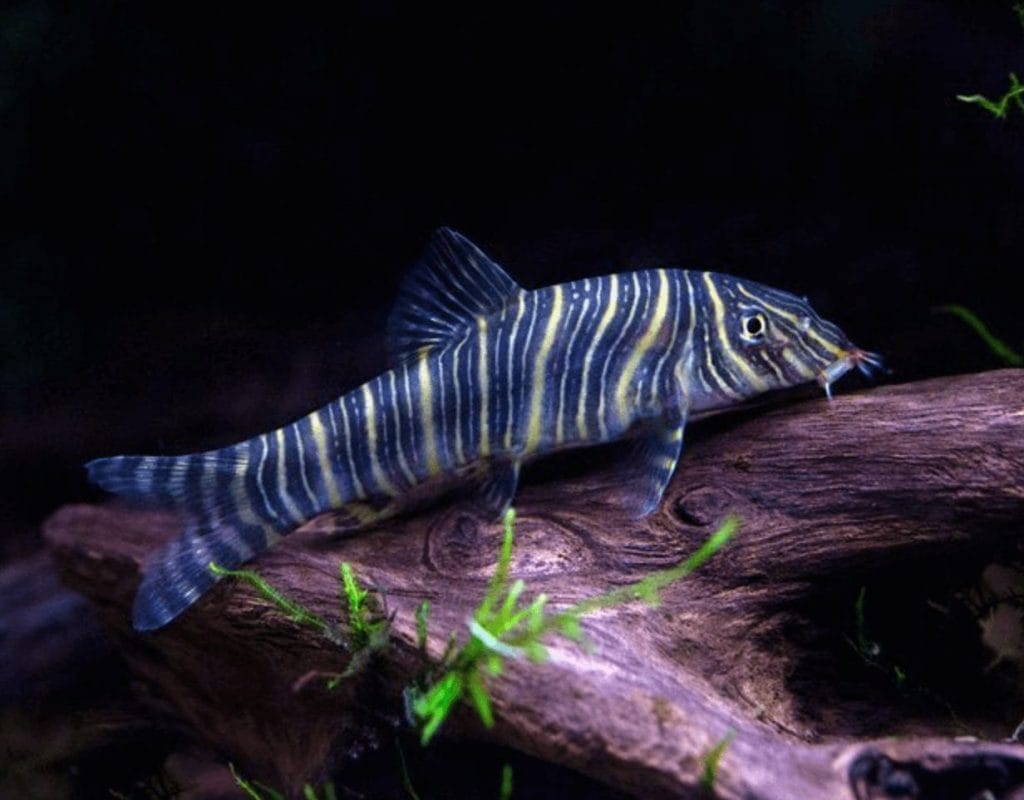 zebra loach botia striata
