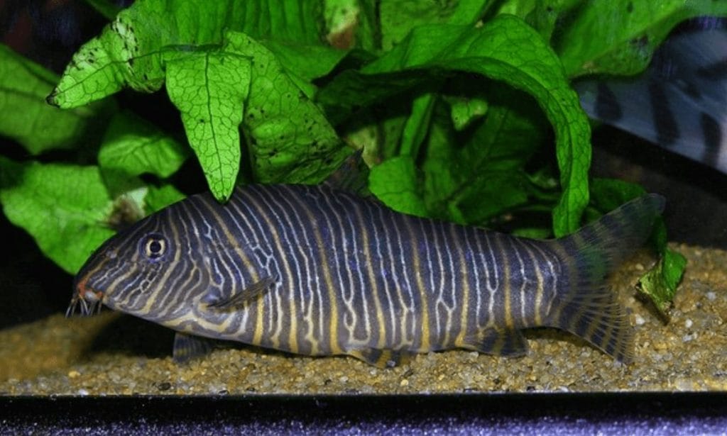zebra loach care