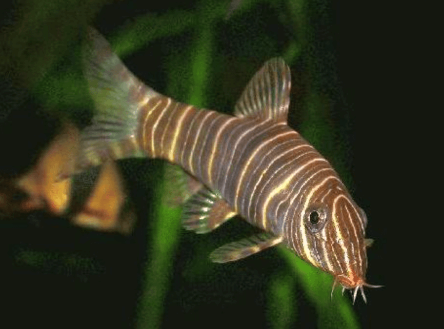 zebra loach lifespan