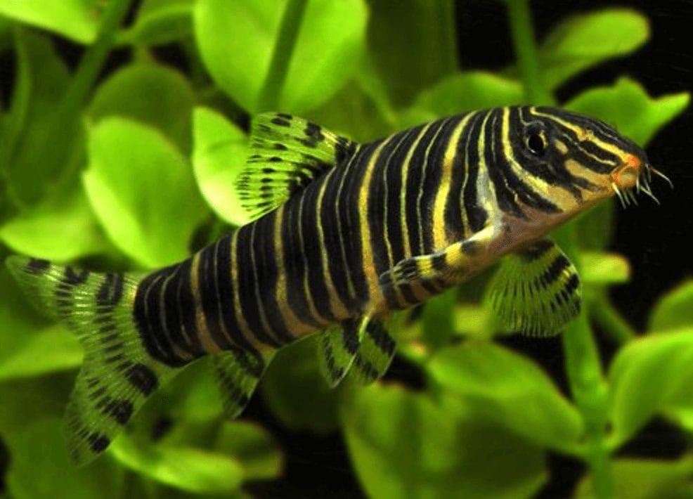 zebra loach tank