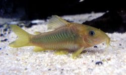 How to Choose the Right Cory Catfish for Your Aquarium