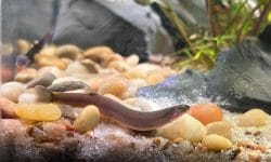 Unveiling the Charms of Kuhli Loach: Care and Habitat