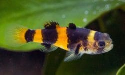 The Allure of Bumblebee Goby: Care and Habitat Guide