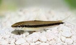 10 Interesting Facts About Crossocheilus Siamensis