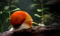 The Top 10 Reasons To Add Snail freshwater to Your Fish Tank