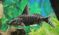 what is synodontis catfish