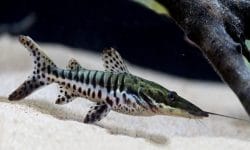 Discover the Wonders of Shovelnose Catfish: Species and Care Tips