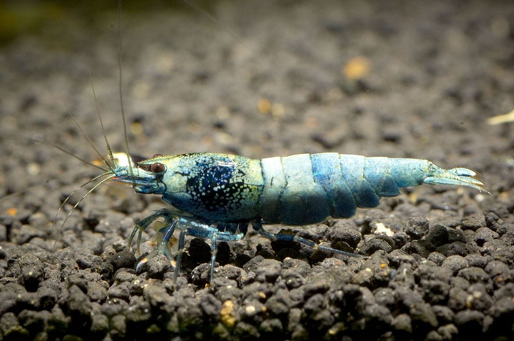 Appearance of Shrimp freshwater