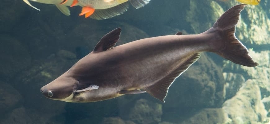 Appearance of Iridescent shark