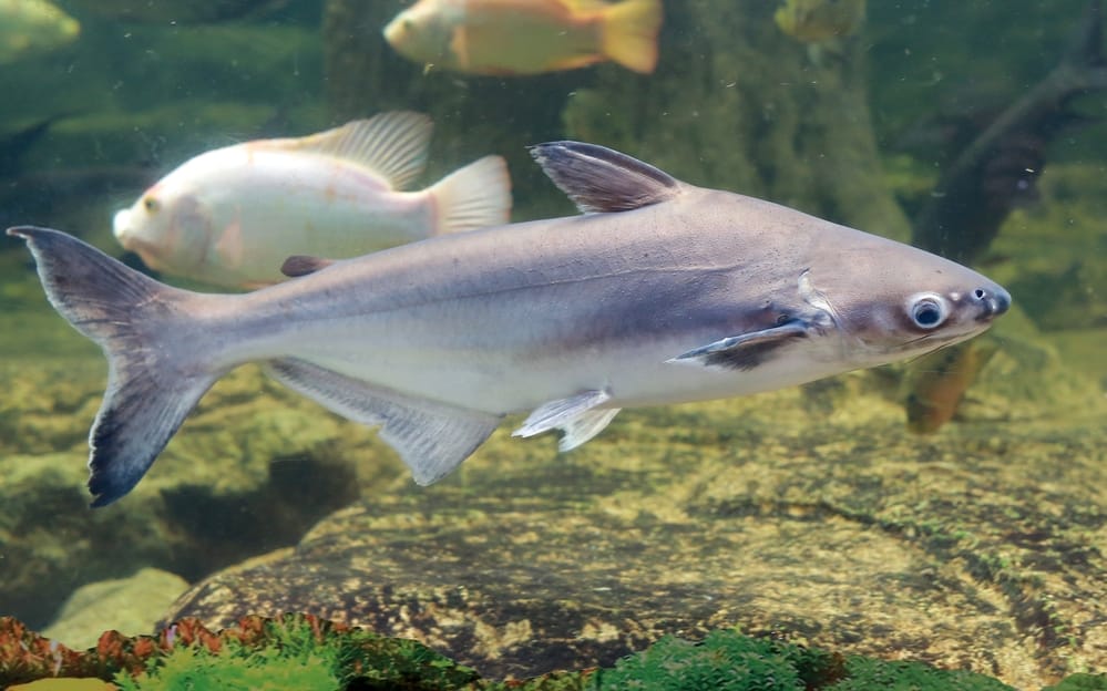 Appearance of Iridescent shark