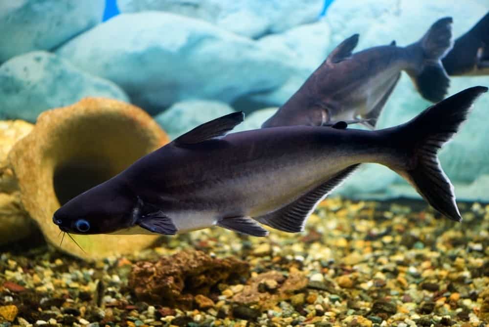 Appearance of Iridescent shark