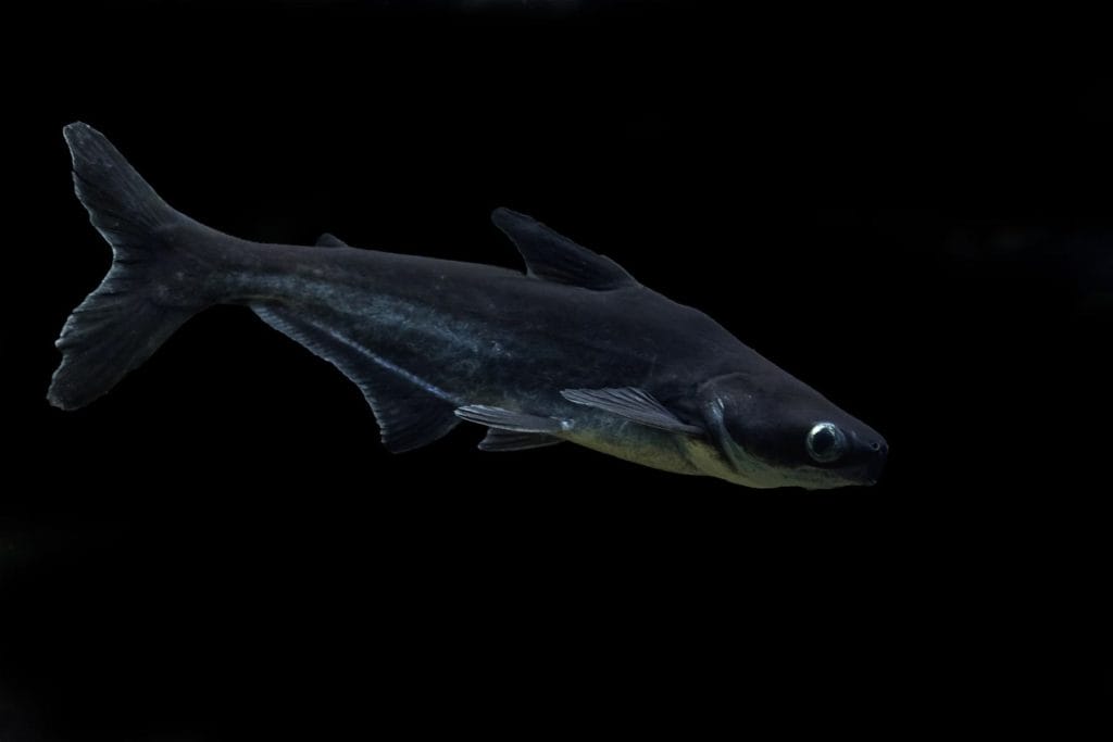 Appearance of Iridescent shark