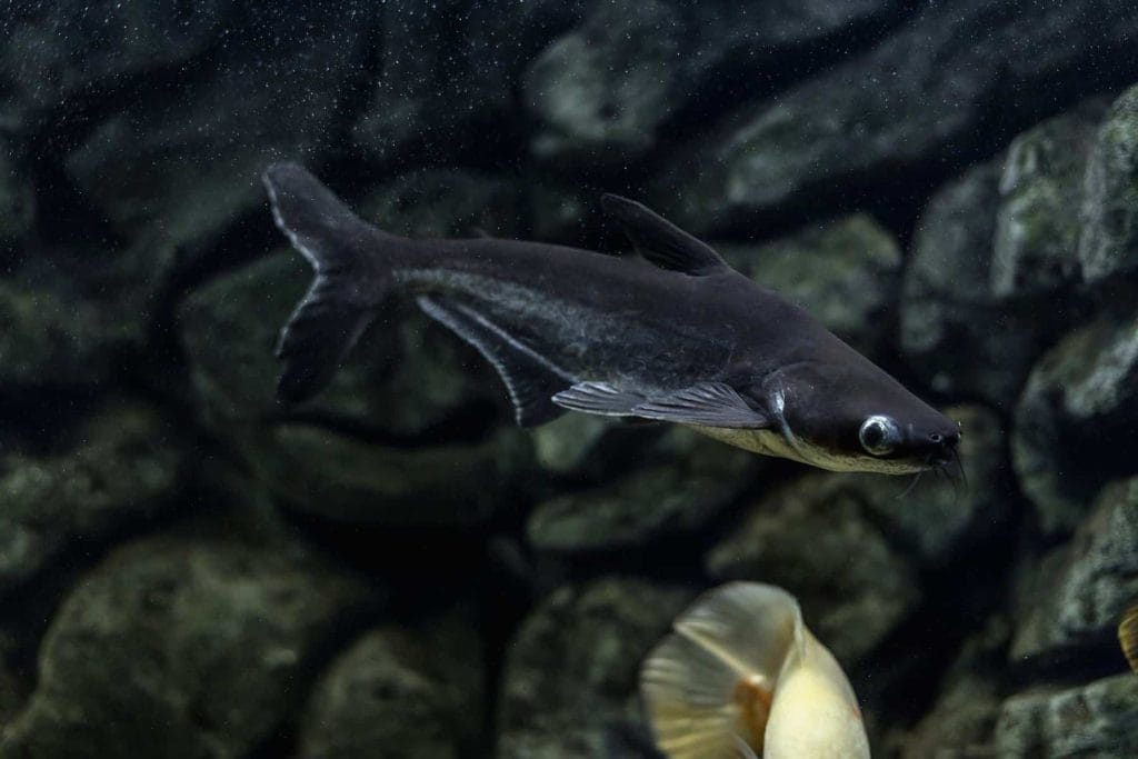 Appearance of Iridescent shark