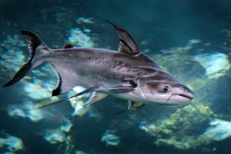 Appearance of Iridescent shark