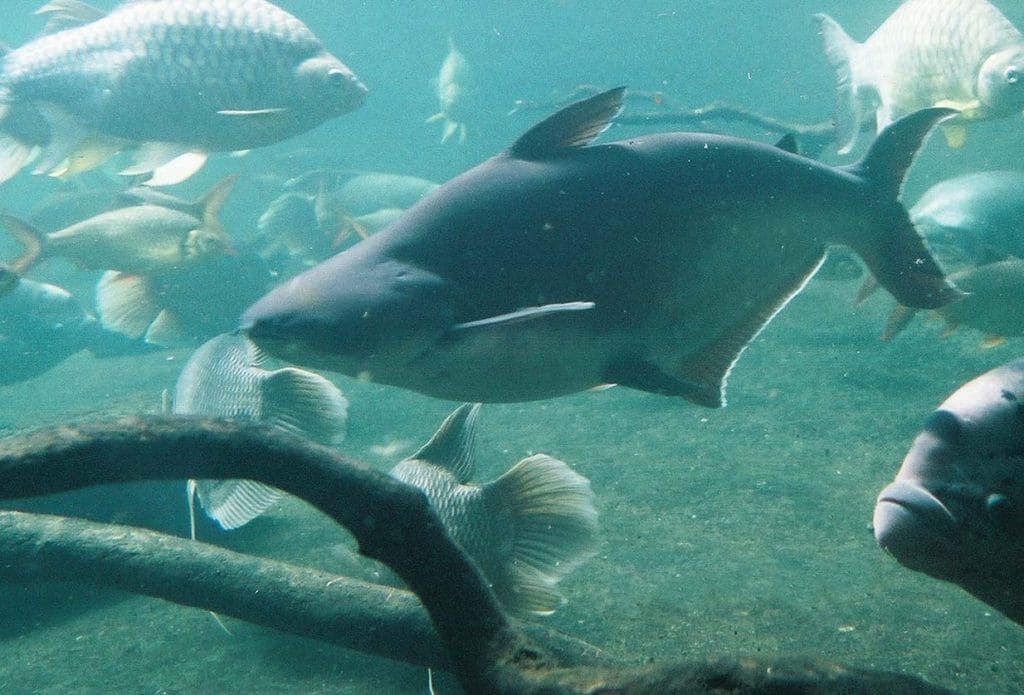 Appearance of Iridescent Shark