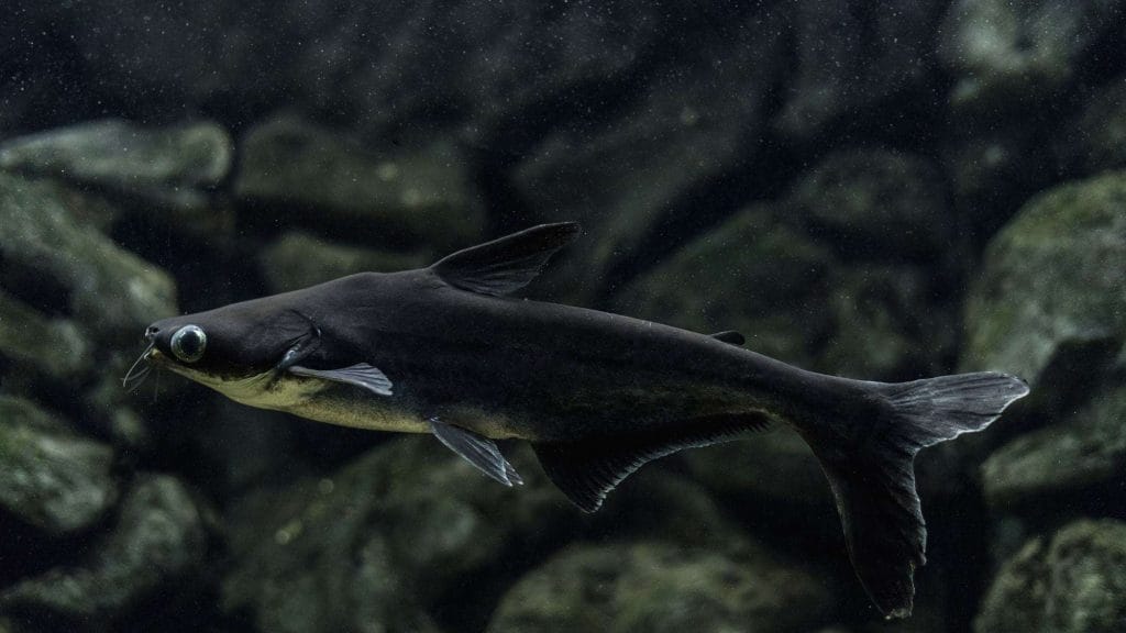 Appearance of Iridescent shark