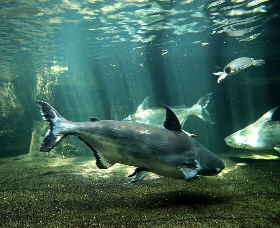 Appearance of Iridescent shark